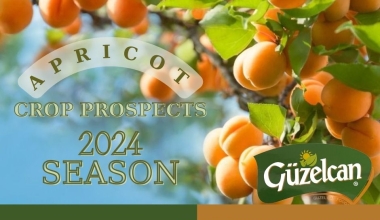 Dried Apricot 2024 Crop Prospects