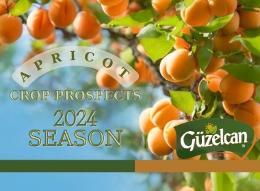 Dried Apricot 2024 Crop Prospects